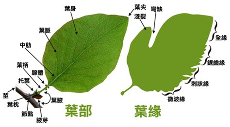 葉形狀|葉的型態、構造與功能